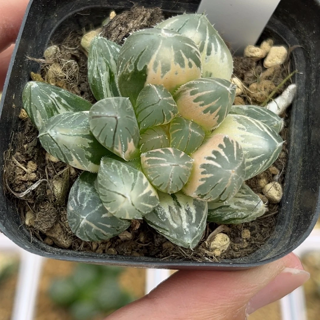 51糊斑趋势灯芯龙爪玉露锦福利专场