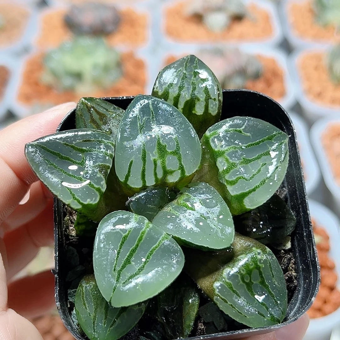 十二卷多肉翠虎寿