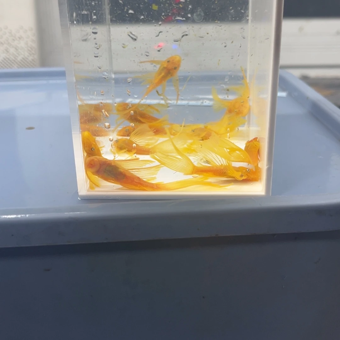 孔雀鱼大帆10条开箱视频报损