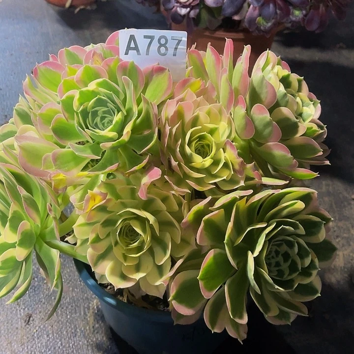 雨花石787福利脱土发货