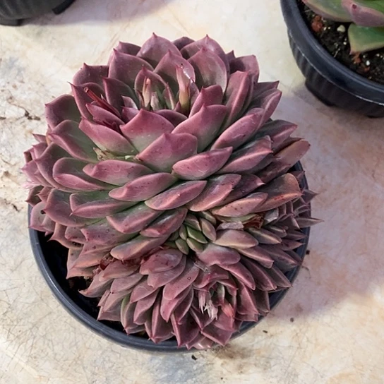 美肉特价活动开始啦