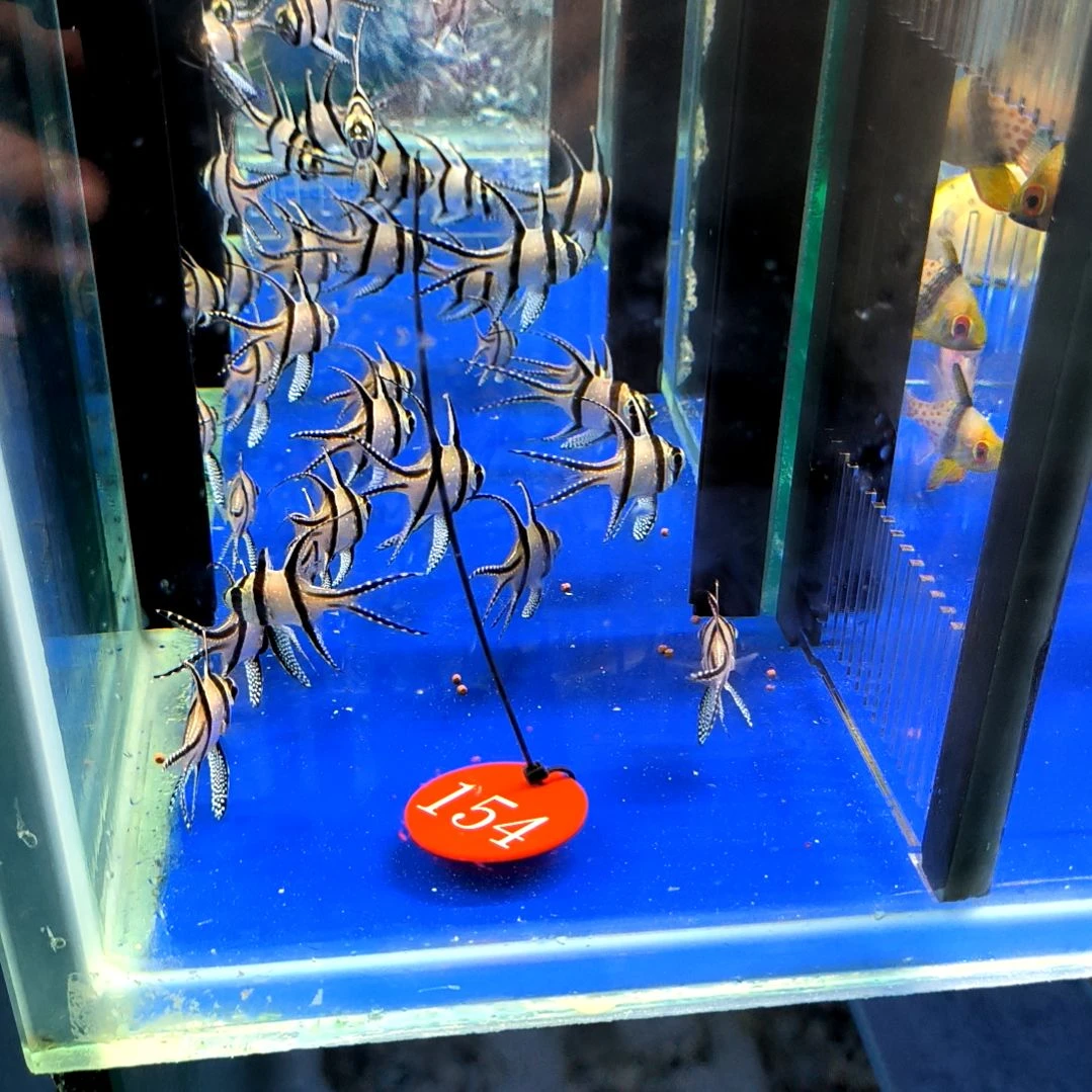 海水鱼巴黎天使2条装1-4-154