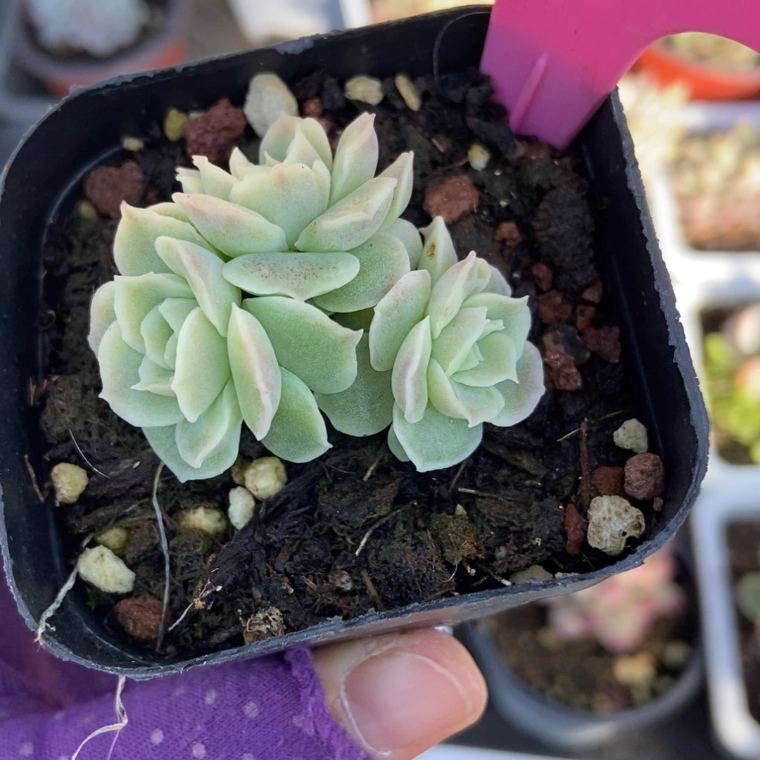 43虾饺多肉植物多肉