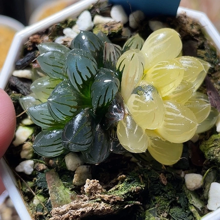 777双头水中月锦福利