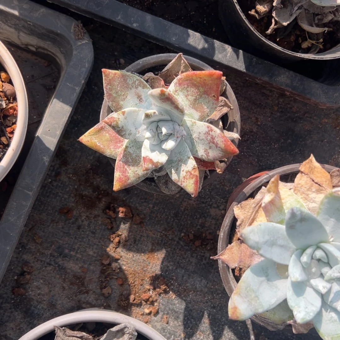 布瑞东尼，一物一拍2824