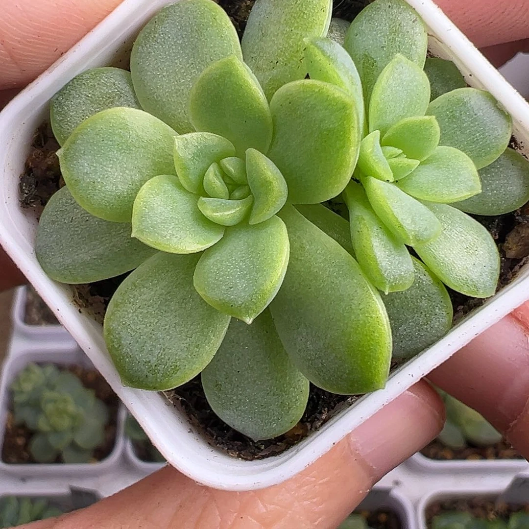 皛皛。