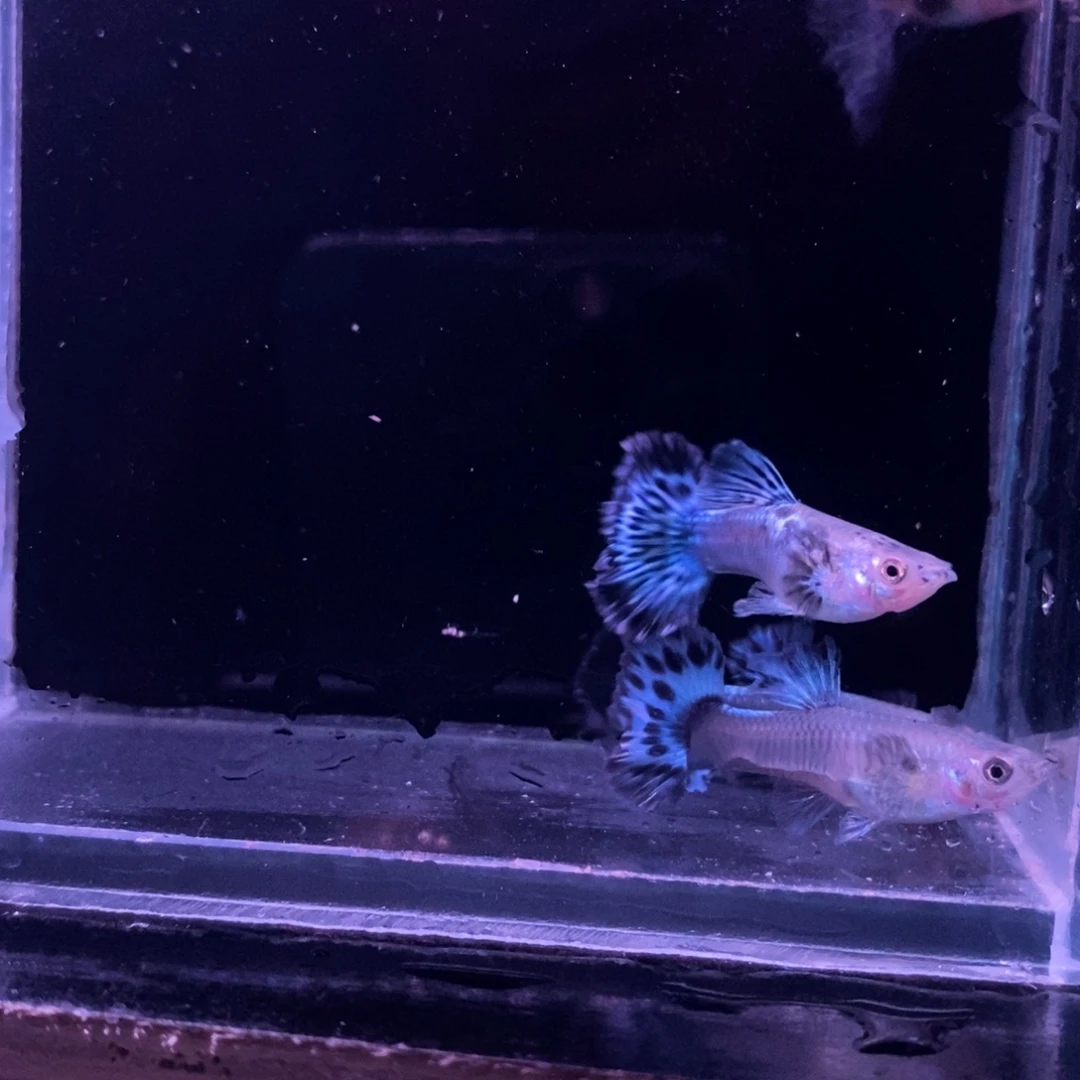 孔雀鱼青花瓷两对