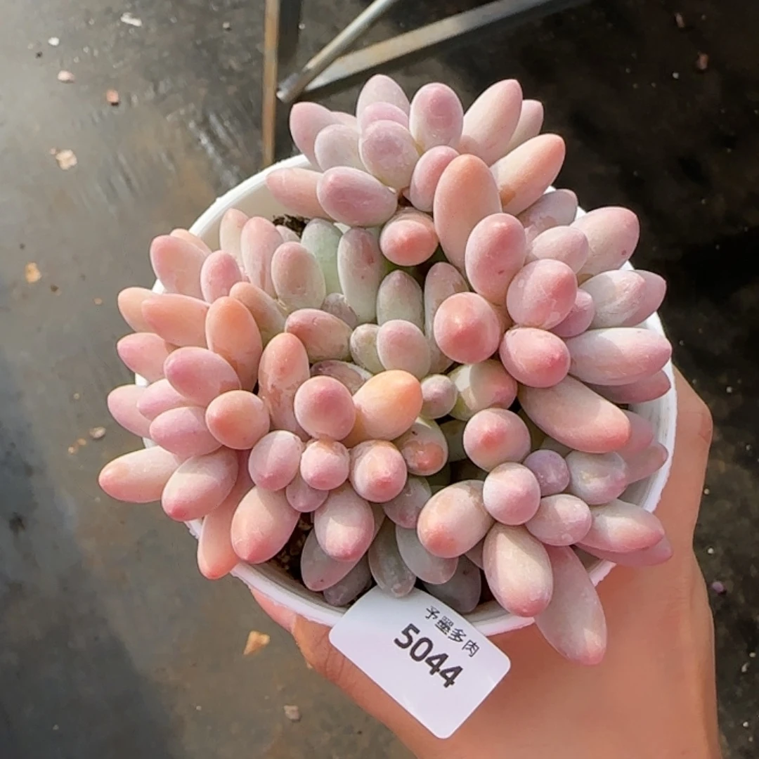 汤圆无砍，5044多肉植物