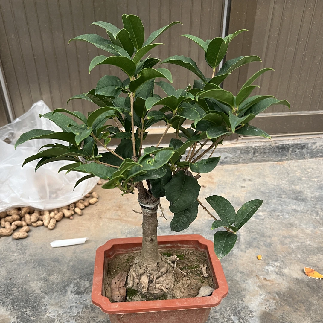 四季桂花盆栽树苗室内浓香型花卉绿植物可食用阳台办公室桌面盆景