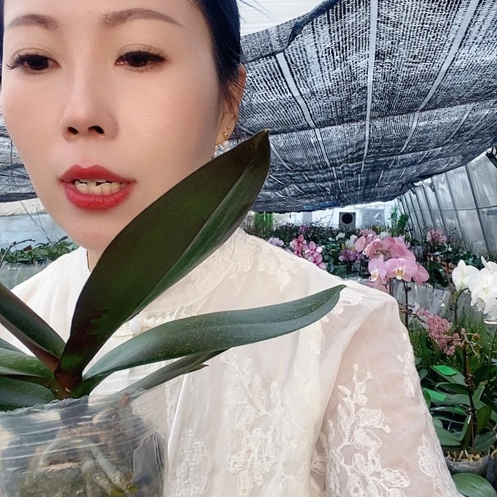 无花朵骏称蝴蝶兰