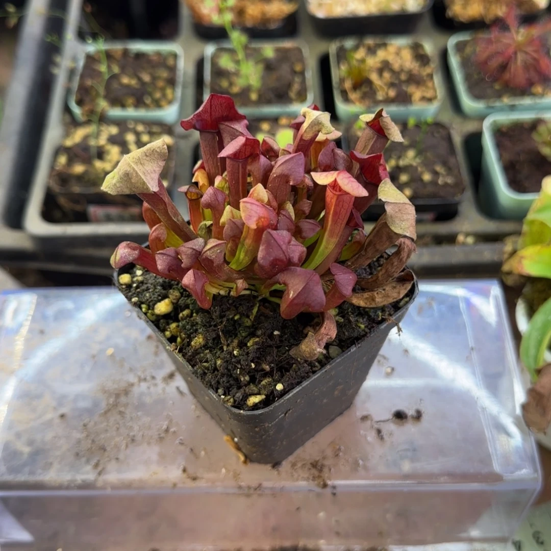完全开放茬尔逊瓶子草
