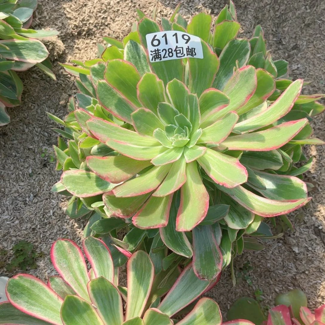 H. 6119粉花妖多肉