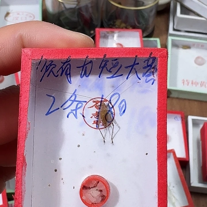 谷***哥蟋蟀222222222222222