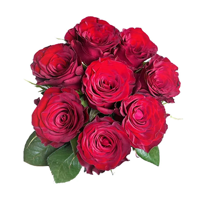 【七夕情人节】花开如梦（高原红玫瑰八枝）