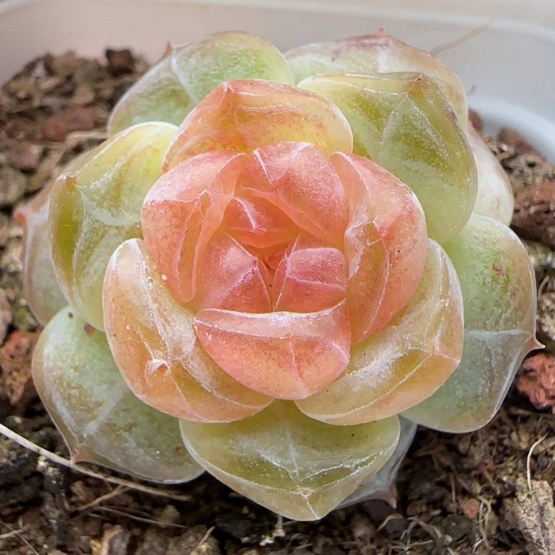 【满29包邮非偏远】613