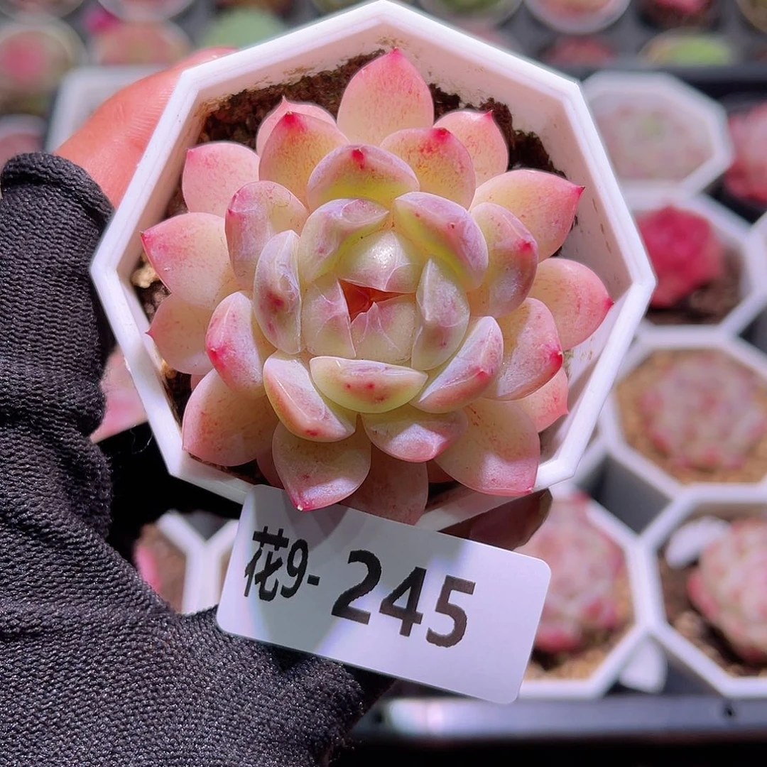 花09-245精选糖心