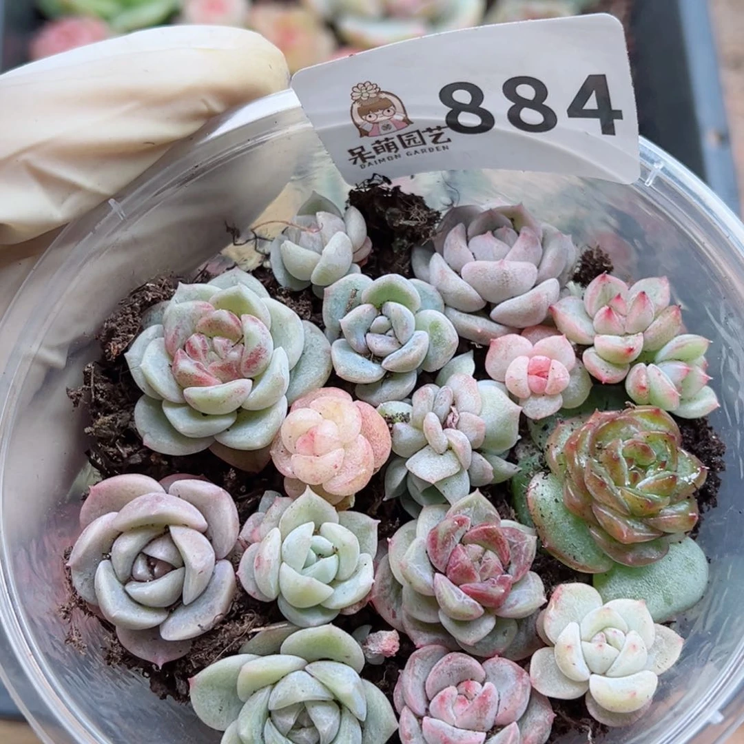多肉植物多肉植物
