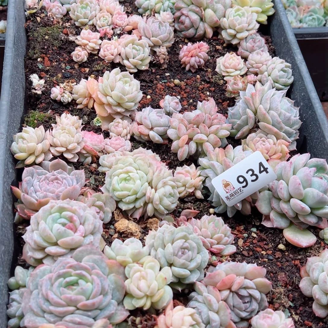 多肉植物多肉植物