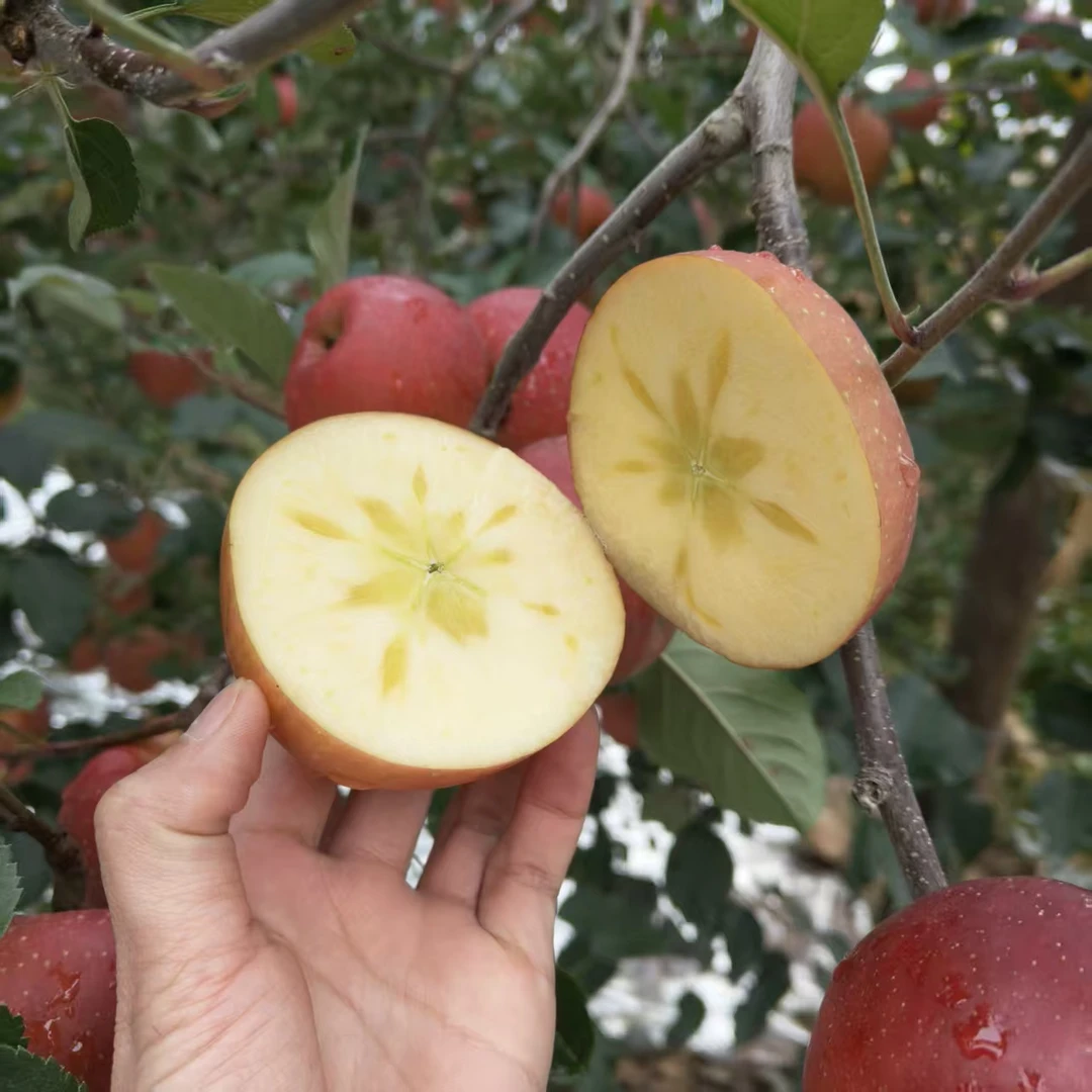 【17个糖+】云南昭通丑苹果糖心苹果苹果脆甜多汁新鲜采摘