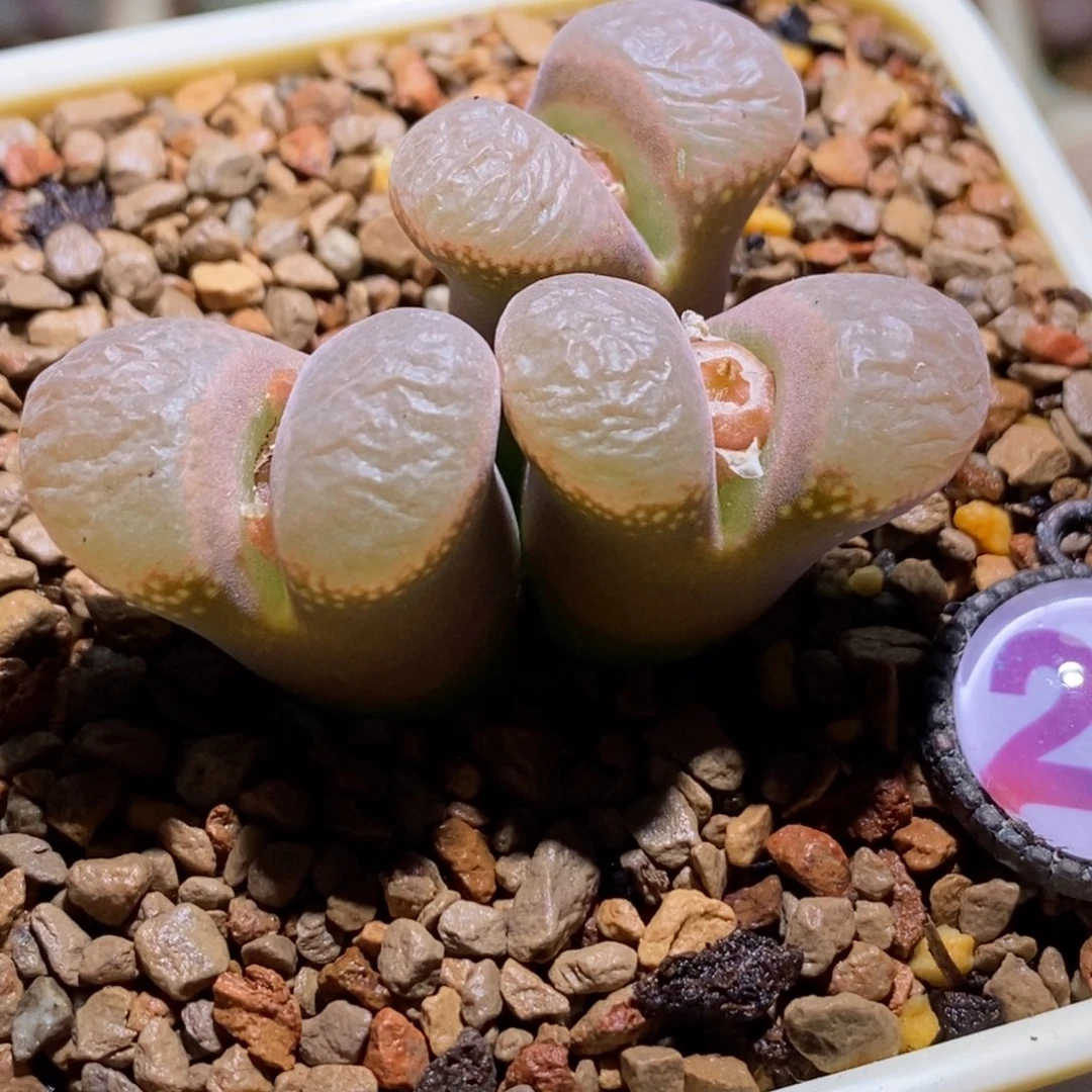 大型风铃子大型风铃子