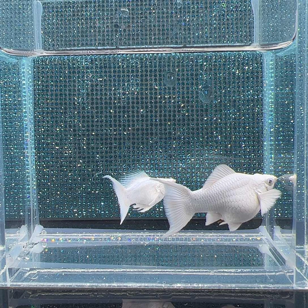 孔雀鱼瓷白钻石眼