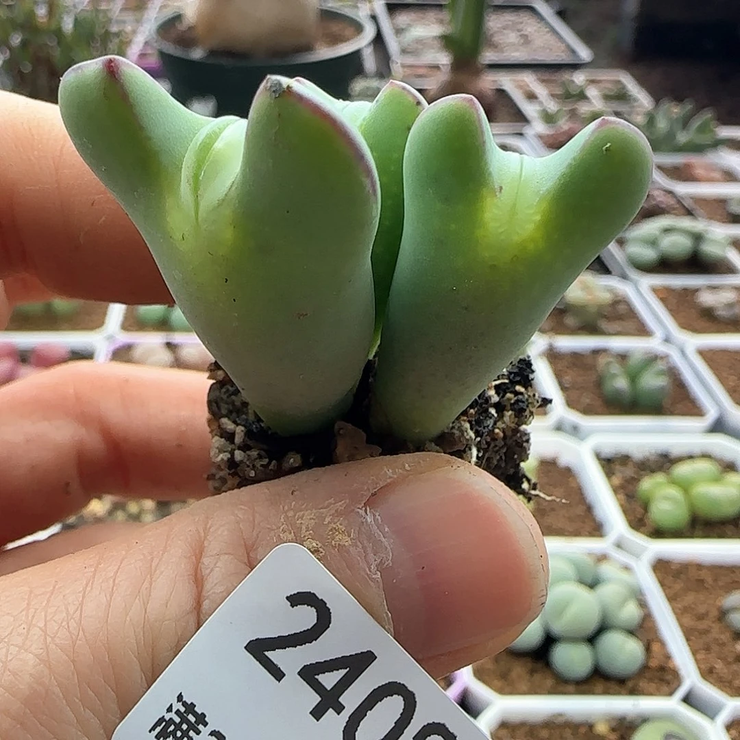 空*树脱土发货哦24084