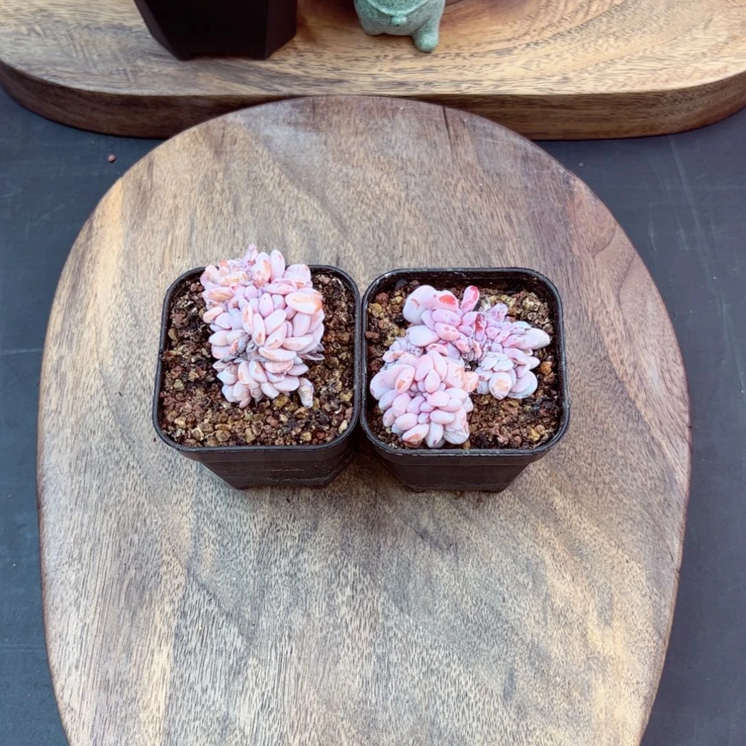 雪莲缀量拍—哈哈哈哈哈