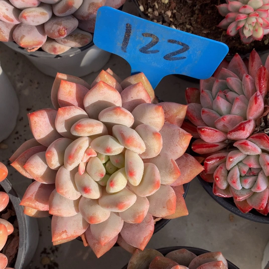 半夏727272727272727