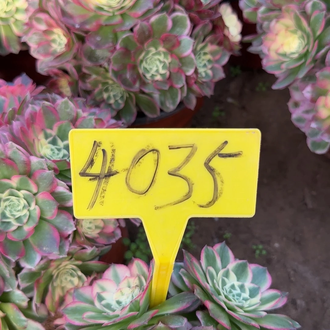 4035---海王多肉植物