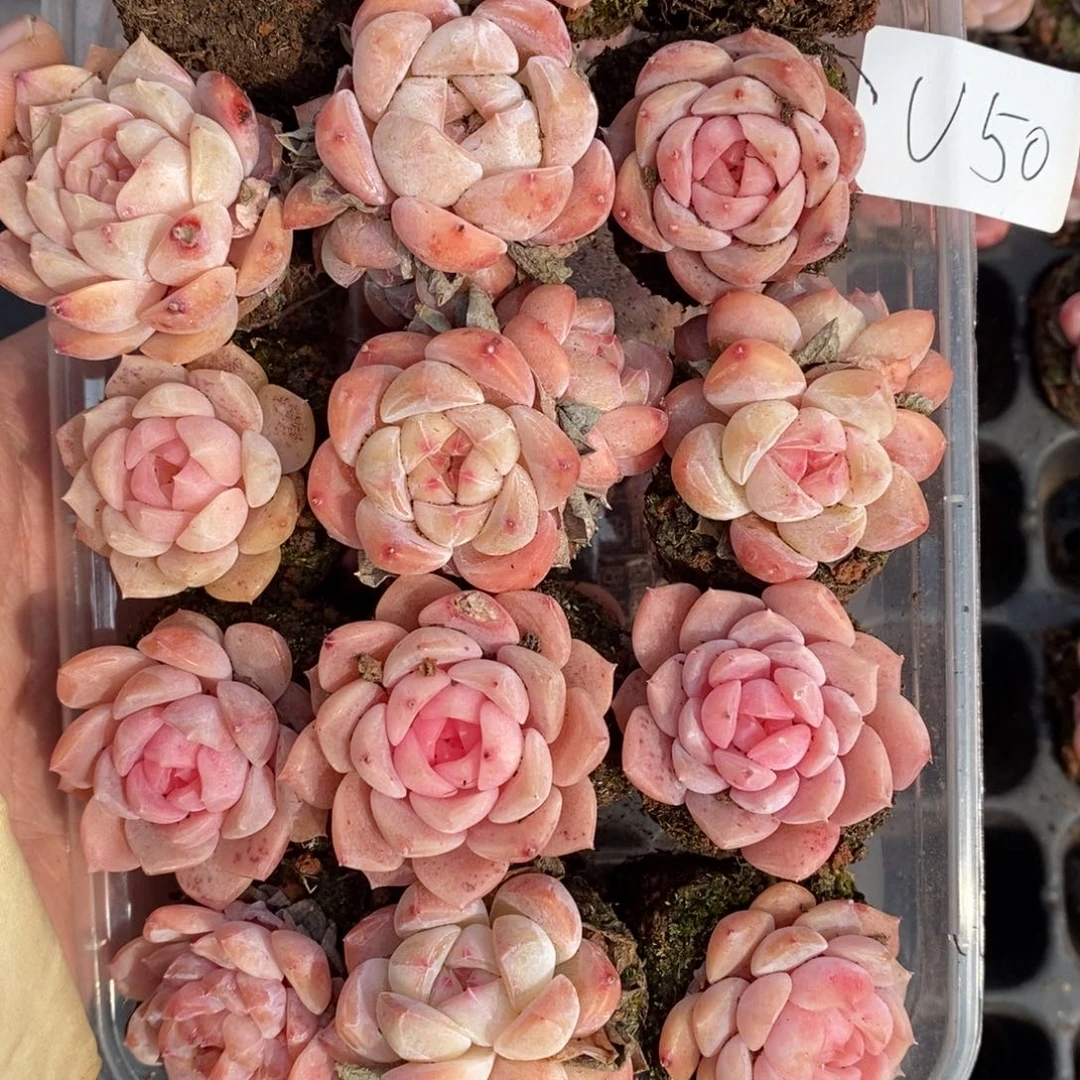 春泥家框拍链接U50