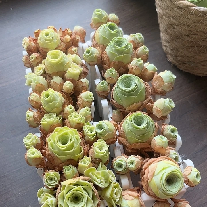 小玉玫瑰➕阿罗拉黄5个带长盒