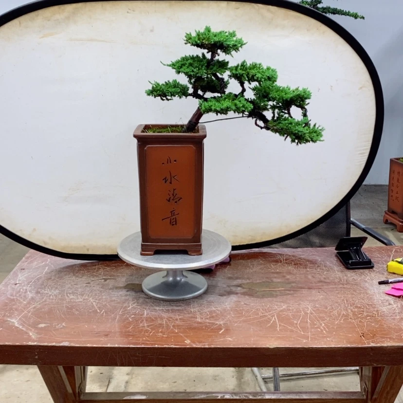 【闪购商品】无花朵珍珠柏