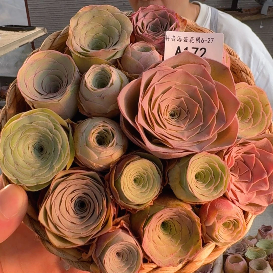 A172 绳编花篮玫瑰组合