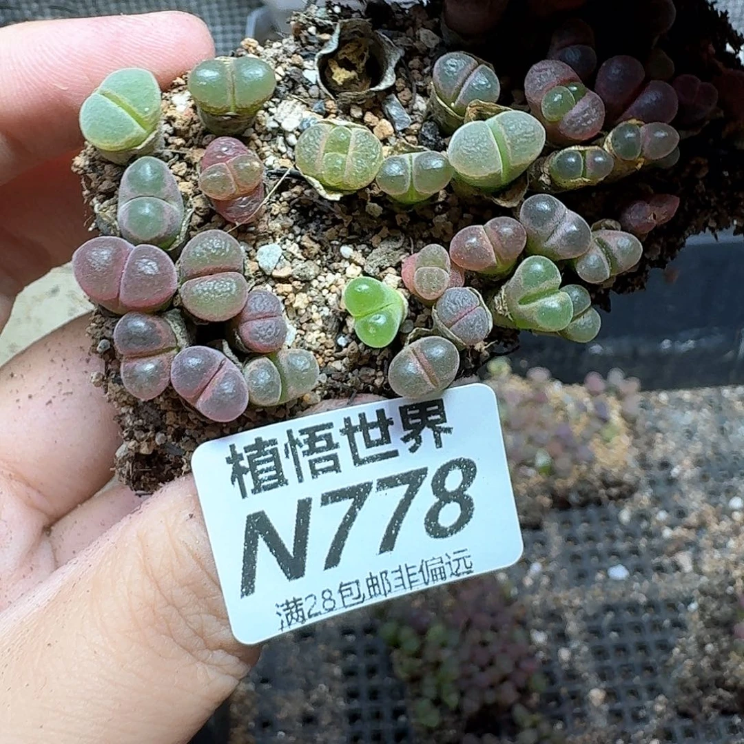 多肉植物的润泽法v
