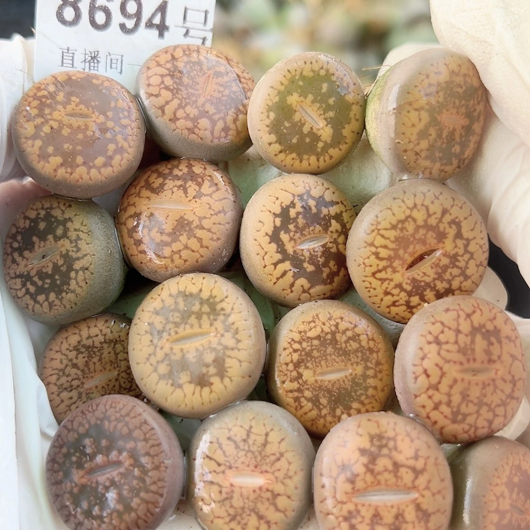 8694 好养易活生石花大母本16个2cm左右