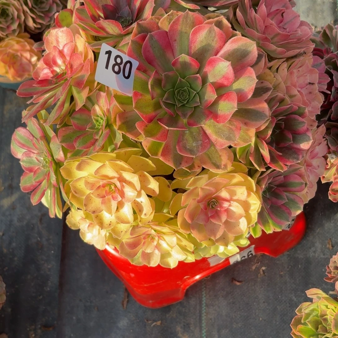 180大雨河多肉植物福利