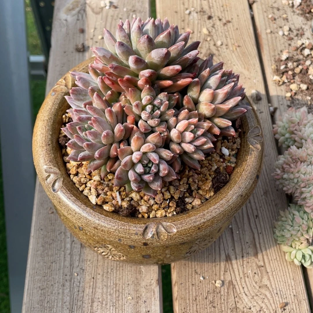 豆总多肉幻影群生