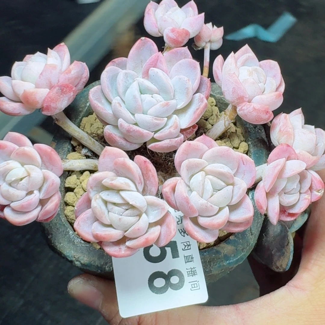 贝瑞冰玉      愿你一路坦途，乘风破浪展宏图