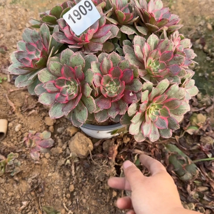 1909莲花座清棚处理不包断枝