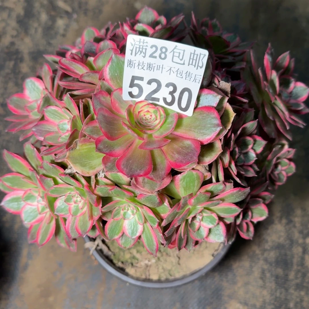 5230云和多肉zhiwu