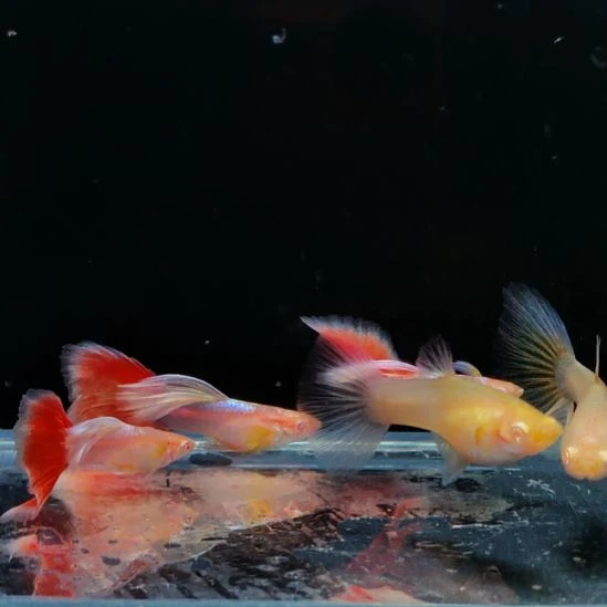 《***》孔雀鱼火烧云三对送压成蓝白飞船公一条