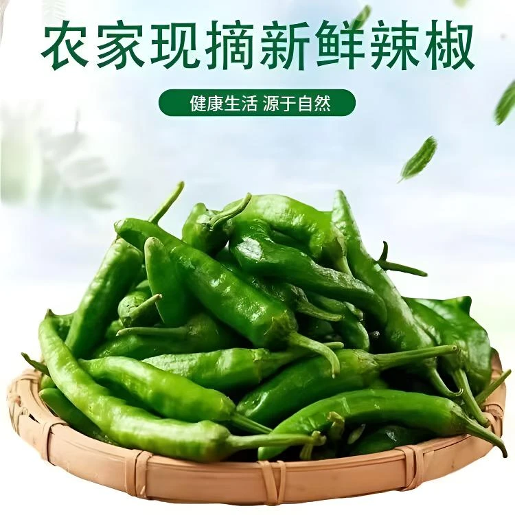 顺丰快递【中辣】正宗樟树港辣椒本地新鲜青椒虎皮新鲜现摘小辣椒