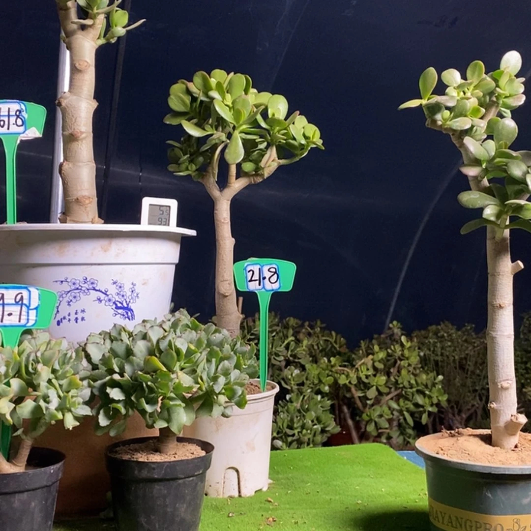 微****完全开放补差价要独杆海带