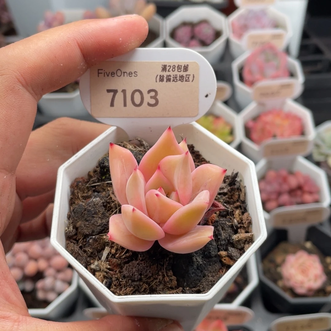 饺子皮7103-4厘米