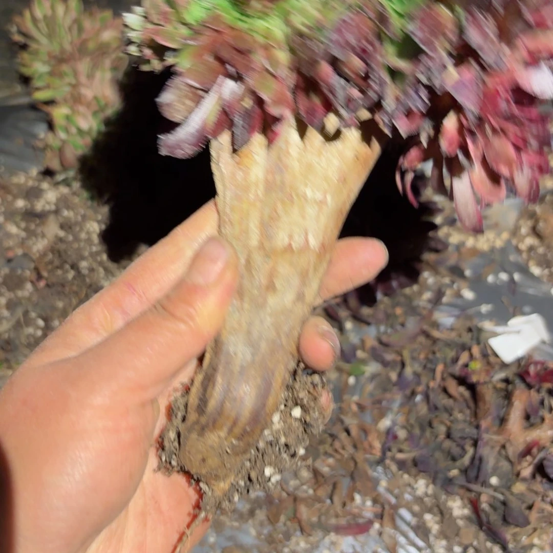 我8283 号多肉法师特价