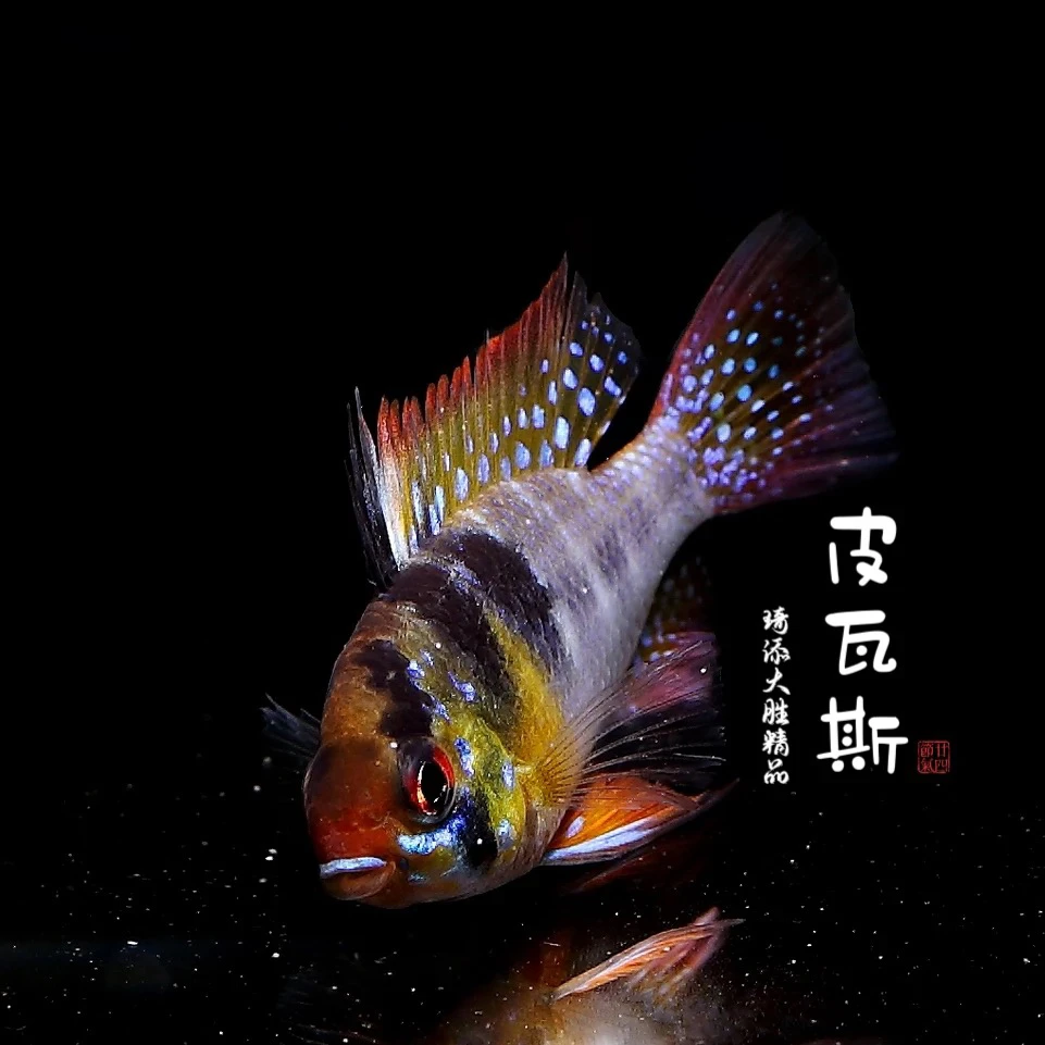 观赏鱼 皮瓦斯观赏鱼