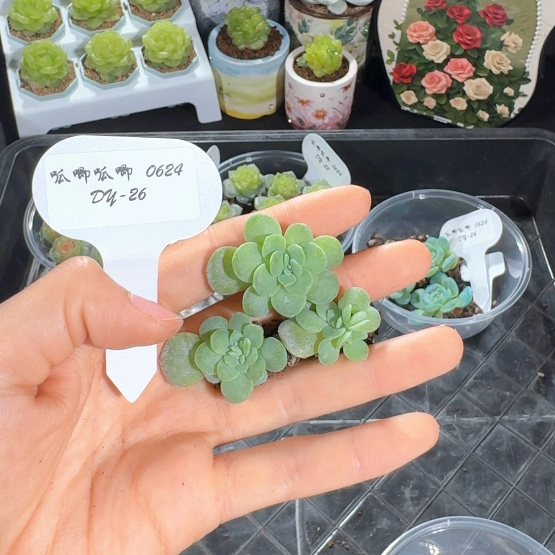 0623-26-白月光5颗量拍（包开箱不包售后）