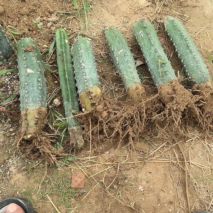 树***晨6根袖普主发货啦啦