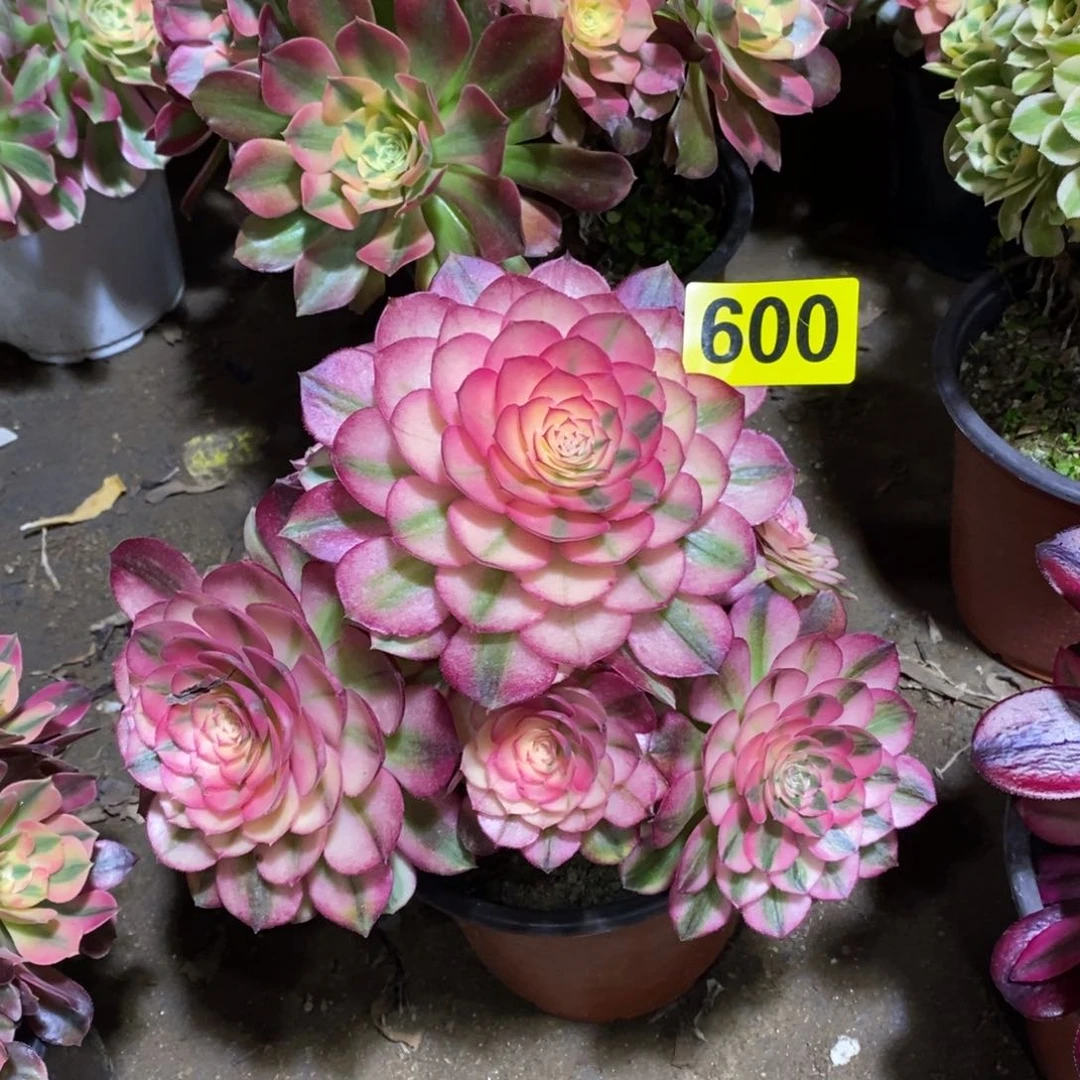 荔枝多肉法师600