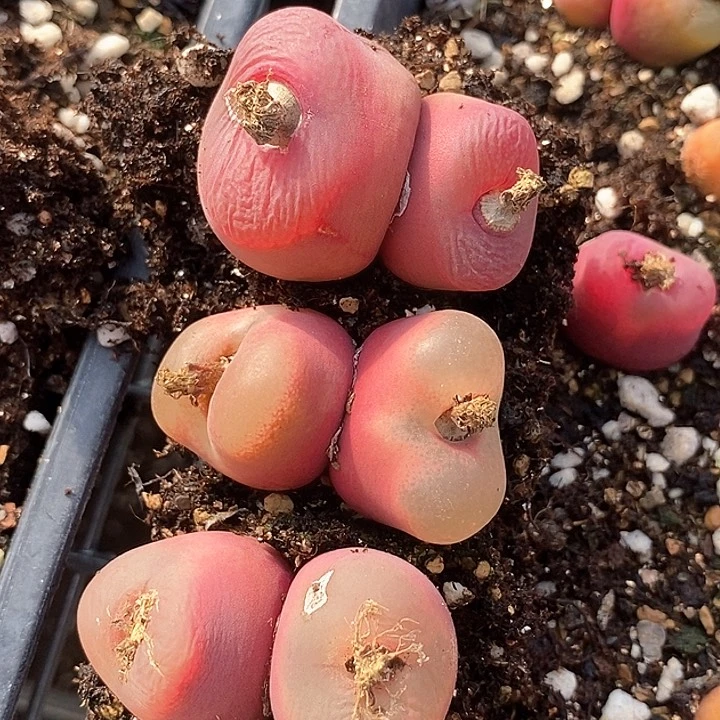 27539一组巨大有伤